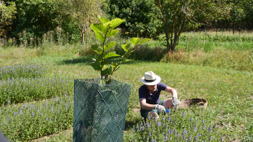 Drachenkopf Ernte im August