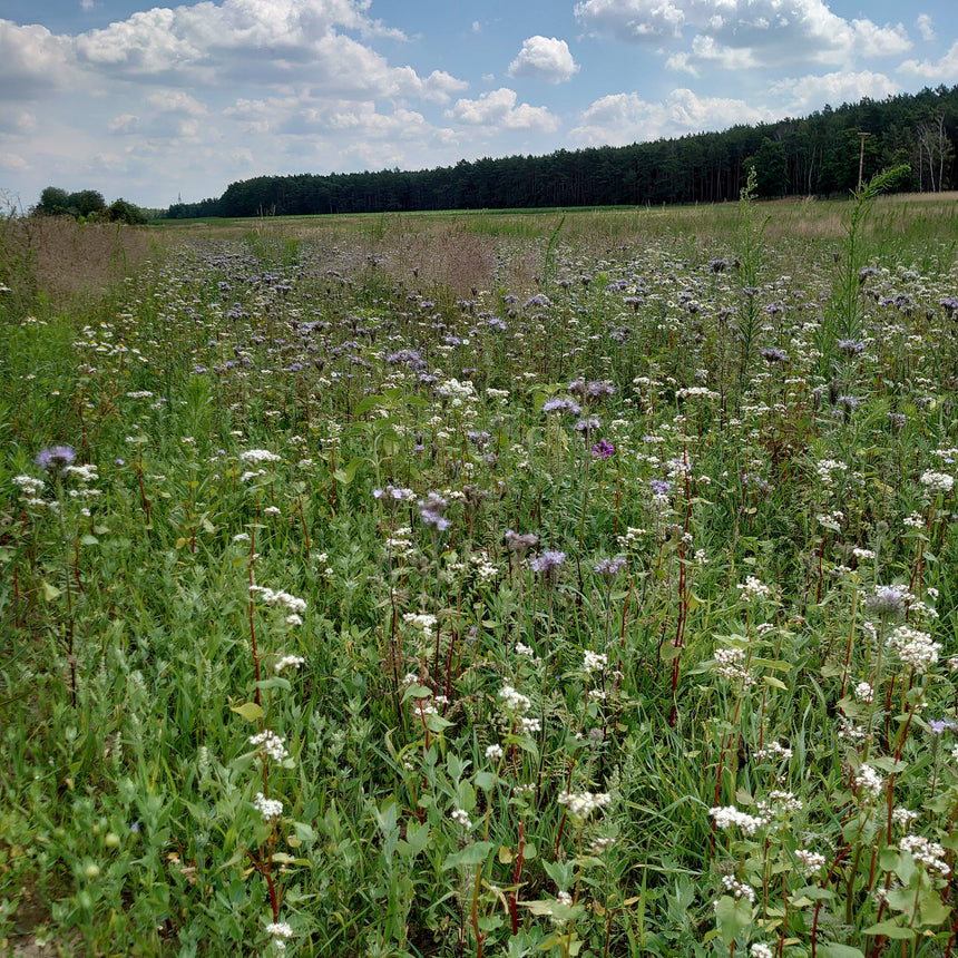 Frühsommer - mit Blühstreifen für die Vielfalt , die Bienen und das Auge