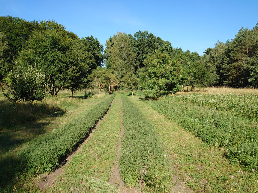 Sommer Pflege