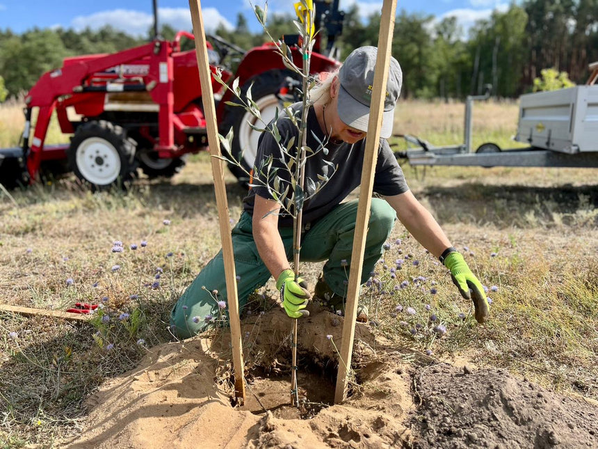Wir bauen jetzt auch Oliven an!