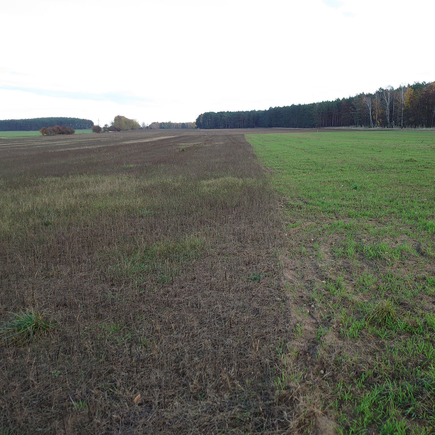 Herbst - Gründüngung