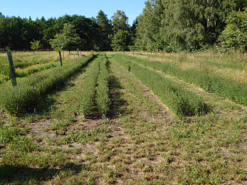 Kräuter - Hofführung