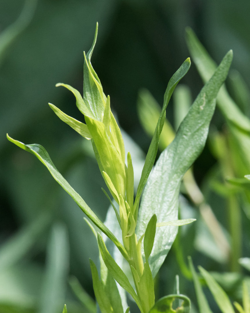 Estragon Salz (bio)